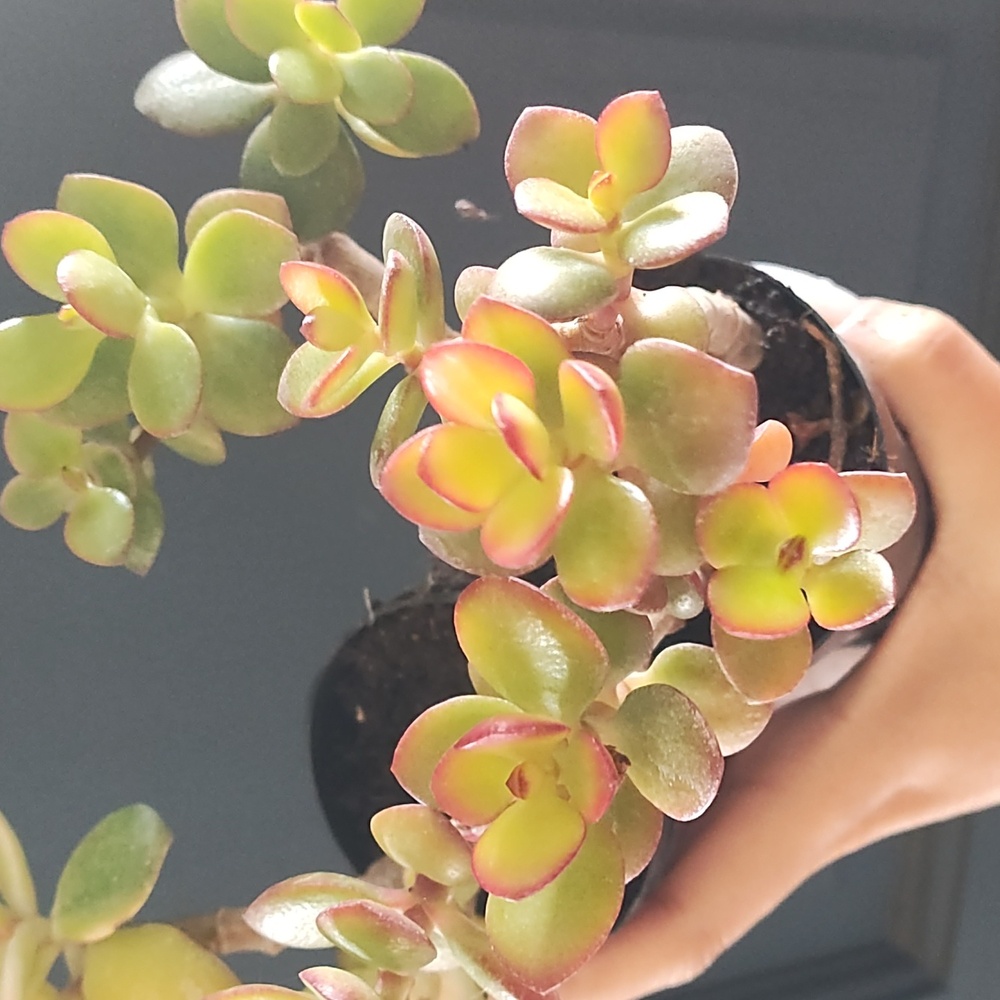 Mini Jade succulents - Picture 2 of 6